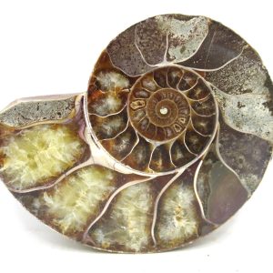 Madagascar Ammonite Pair Fossil for Sale Medium ~ 3.72" #202