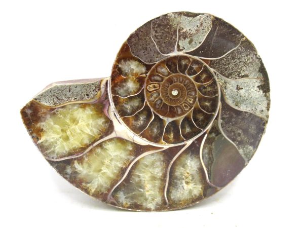 Madagascar Medium Cretaceous Cleoniceras Ammonite 202 | Fossils for Sale