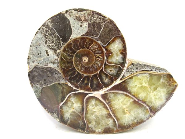Madagascar Medium Cretaceous Cleoniceras Ammonite 202b | Fossils for Sale
