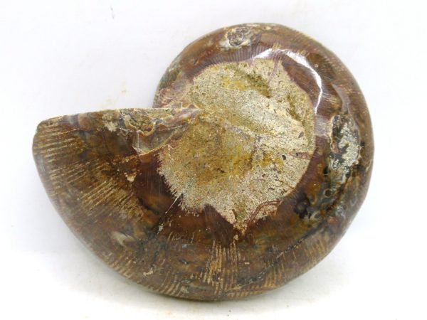 Madagascar Medium Cretaceous Cleoniceras Ammonite 202c | Fossils for Sale
