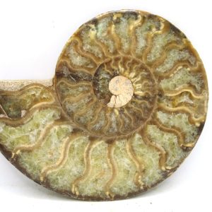 Madagascar Ammonite Pair Fossil for Sale Medium ~ 3.73" #203