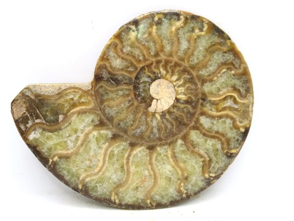 Madagascar Medium Cretaceous Cleoniceras Ammonite 203 | Fossils for Sale