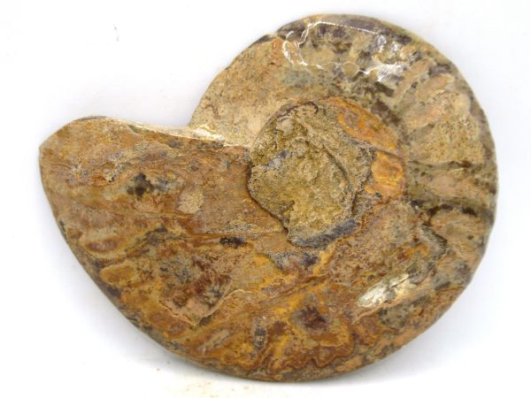 Madagascar Medium Cretaceous Cleoniceras Ammonite 203c | Fossils for Sale
