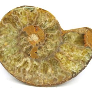 Madagascar Ammonite Pair Fossil for Sale Medium ~ 3.87" #204