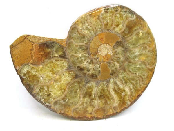 Madagascar Medium Cretaceous Cleoniceras Ammonite 204b | Fossils for Sale
