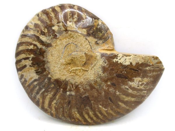 Madagascar Medium Cretaceous Cleoniceras Ammonite 204c | Fossils for Sale