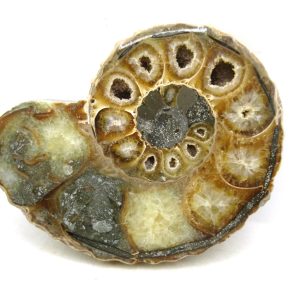 Madagascar Ammonite Pair Fossil for Sale Medium ~ 3.76" #205