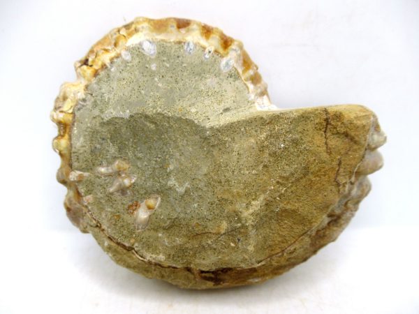 Madagascar Medium Cretaceous Cleoniceras Ammonite 205a | Fossils for Sale