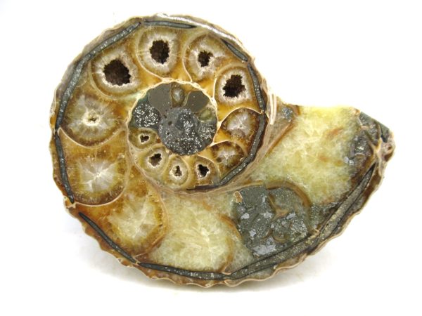 Madagascar Medium Cretaceous Cleoniceras Ammonite 205b | Fossils for Sale