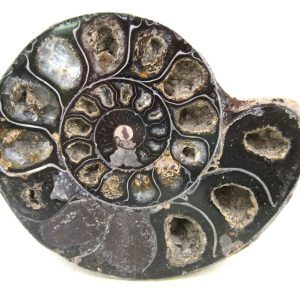 Madagascar Ammonite Pair Fossil for Sale Medium ~ 3.82" #206