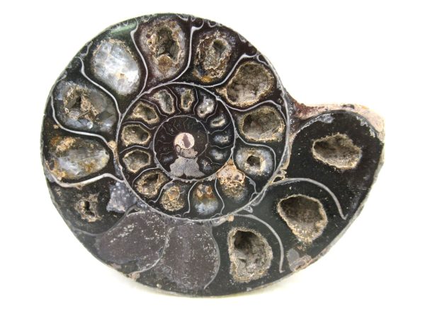 Madagascar Medium Cretaceous Cleoniceras Ammonite 206 | Fossils for Sale