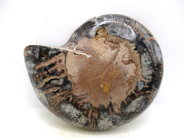 Madagascar Medium Cretaceous Cleoniceras Ammonite 206a | Fossils for Sale