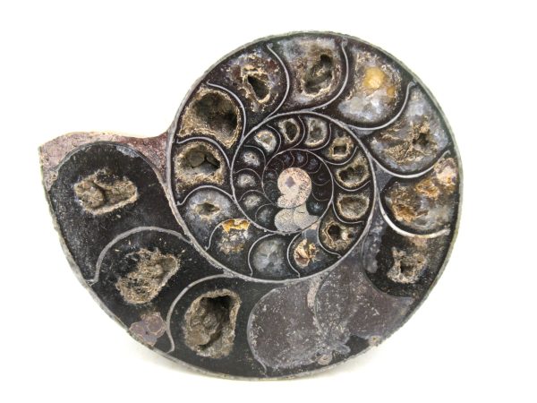 Madagascar Medium Cretaceous Cleoniceras Ammonite 206b | Fossils for Sale