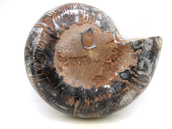 Madagascar Medium Cretaceous Cleoniceras Ammonite 206c | Fossils for Sale