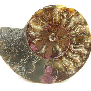 Madagascar Ammonite Pair Fossil for Sale Medium ~ 3.92" #207