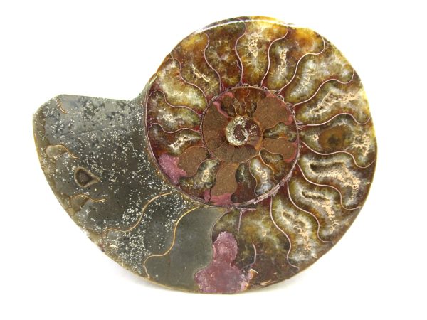 Madagascar Medium Cretaceous Cleoniceras Ammonite 207 | Fossils for Sale