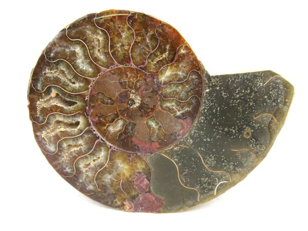 Madagascar Medium Cretaceous Cleoniceras Ammonite 207b | Fossils for Sale