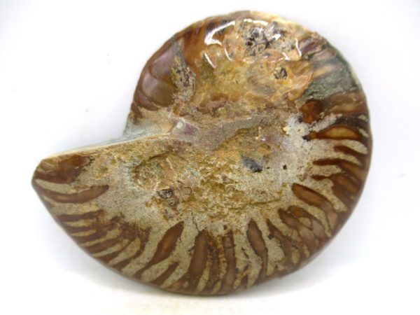 Madagascar Medium Cretaceous Cleoniceras Ammonite 207c | Fossils for Sale