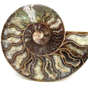 Madagascar Ammonite Pair Fossil for Sale Medium ~ 4.0" #208