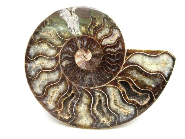 Madagascar Medium Cretaceous Cleoniceras Ammonite 208 | Fossils for Sale