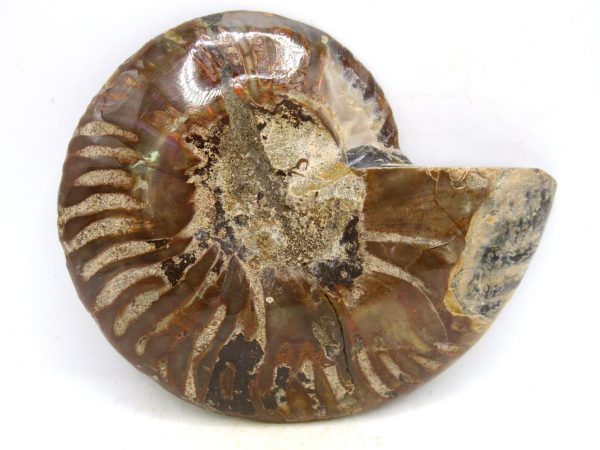 Madagascar Medium Cretaceous Cleoniceras Ammonite 208c | Fossils for Sale
