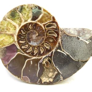 Madagascar Ammonite Pair Fossil for Sale Medium ~ 4.0" #209