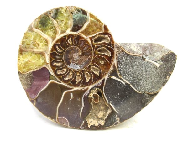 Madagascar Medium Cretaceous Cleoniceras Ammonite 209 | Fossils for Sale