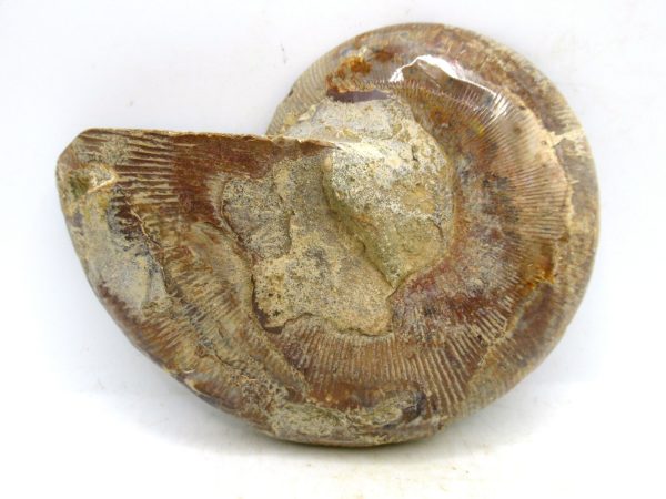 Madagascar Medium Cretaceous Cleoniceras Ammonite 209a | Fossils for Sale