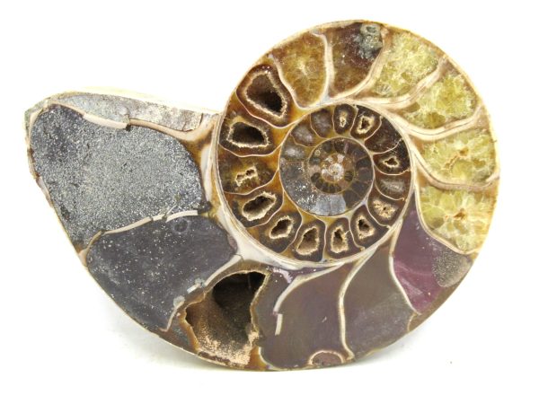 Madagascar Medium Cretaceous Cleoniceras Ammonite 209b | Fossils for Sale