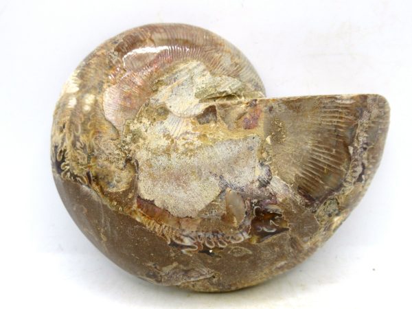 Madagascar Medium Cretaceous Cleoniceras Ammonite 209c | Fossils for Sale