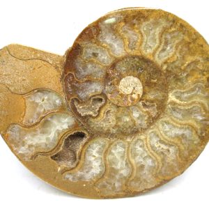 Madagascar Ammonite Pair Fossil for Sale Medium ~ 3.94" #210