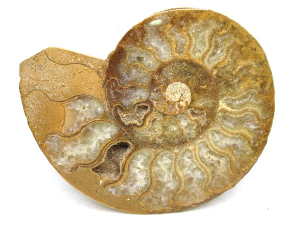 Madagascar Medium Cretaceous Cleoniceras Ammonite 210 | Fossils for Sale