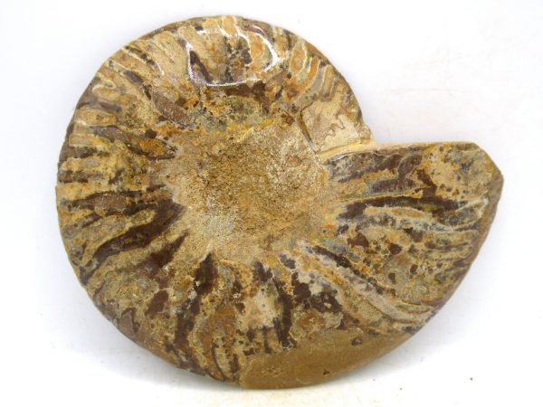Madagascar Medium Cretaceous Cleoniceras Ammonite 210a | Fossils for Sale