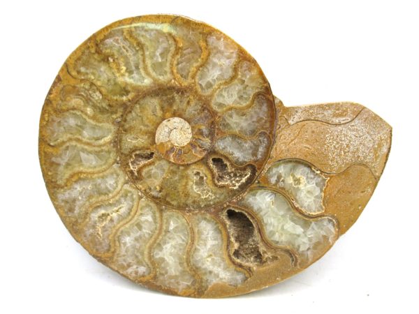 Madagascar Medium Cretaceous Cleoniceras Ammonite 210b | Fossils for Sale