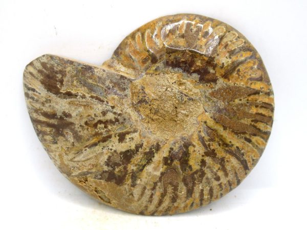 Madagascar Medium Cretaceous Cleoniceras Ammonite 210c | Fossils for Sale