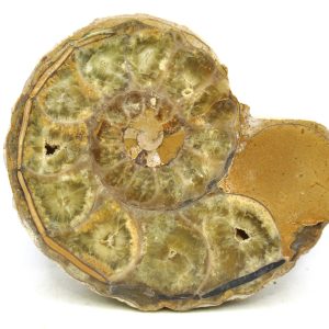 Madagascar Ammonite Pair Fossil for Sale Medium ~ 3.94" #211