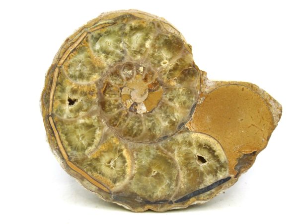 Madagascar Medium Cretaceous Cleoniceras Ammonite 211 | Fossils for Sale