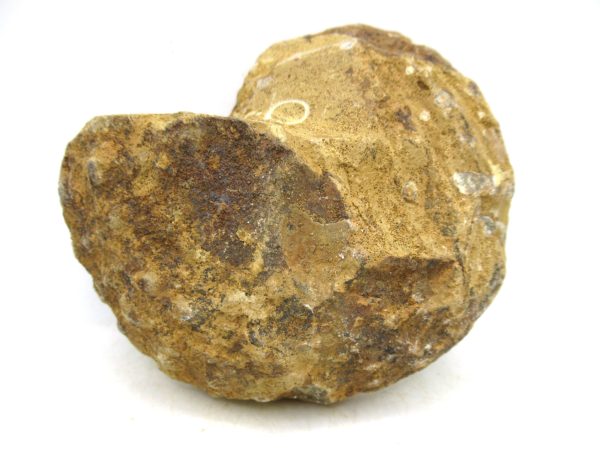 Madagascar Medium Cretaceous Cleoniceras Ammonite 211a | Fossils for Sale