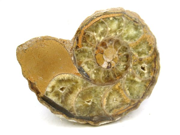 Madagascar Medium Cretaceous Cleoniceras Ammonite 211b | Fossils for Sale