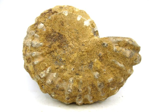 Madagascar Medium Cretaceous Cleoniceras Ammonite 211c | Fossils for Sale