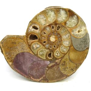 Madagascar Ammonite Pair Fossil for Sale Medium ~ 4.24" #212