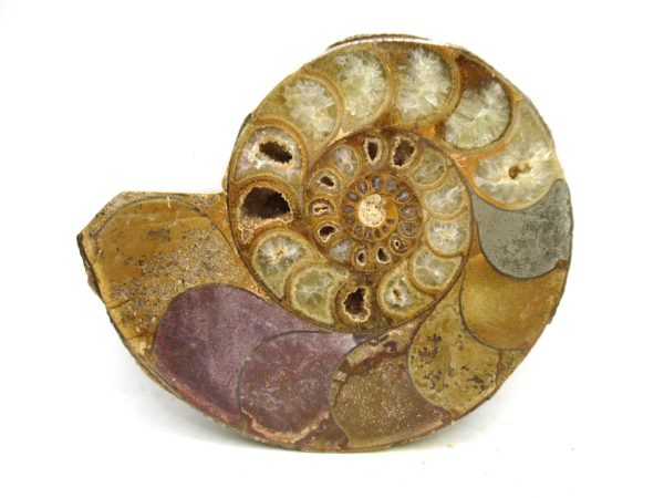 Madagascar Medium Cretaceous Cleoniceras Ammonite 212 | Fossils for Sale