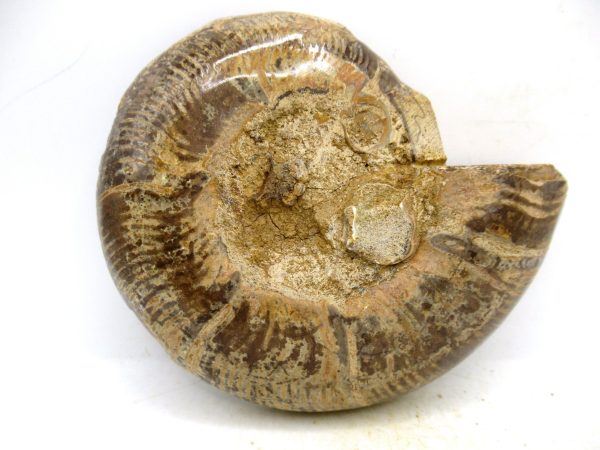 Madagascar Medium Cretaceous Cleoniceras Ammonite 212a | Fossils for Sale