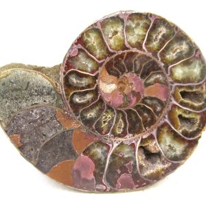 Madagascar Ammonite Pair Fossil for Sale Medium ~ 3.90" #213