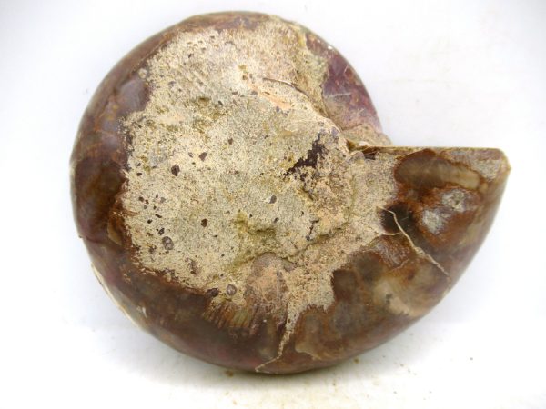 Madagascar Medium Cretaceous Cleoniceras Ammonite 213a | Fossils for Sale