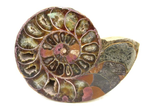 Madagascar Medium Cretaceous Cleoniceras Ammonite 213b | Fossils for Sale