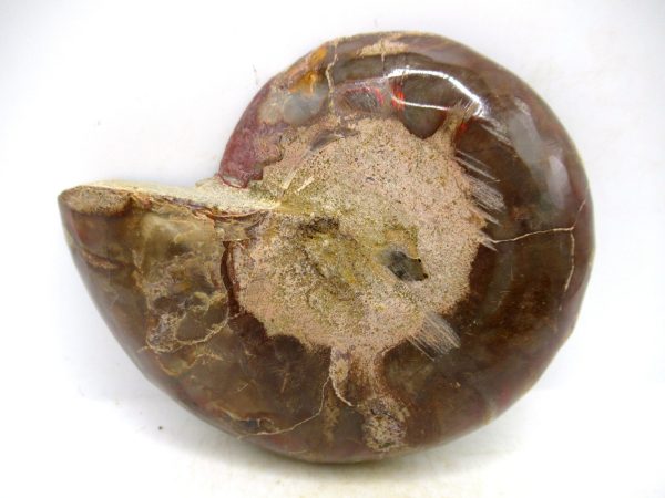 Madagascar Medium Cretaceous Cleoniceras Ammonite 213c | Fossils for Sale