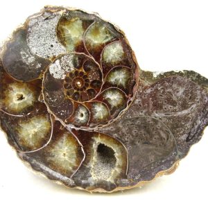Madagascar Ammonite Pair Fossil for Sale Medium ~ 3.84" #214