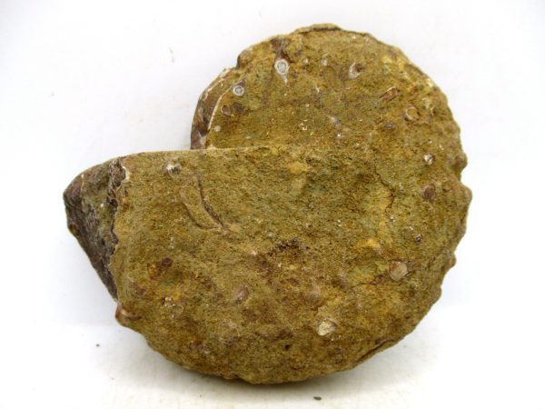 Madagascar Medium Cretaceous Cleoniceras Ammonite 214a | Fossils for Sale