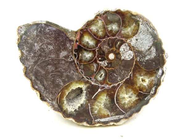 Madagascar Medium Cretaceous Cleoniceras Ammonite 214b | Fossils for Sale